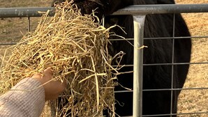 Uma vaca com uma etiqueta vermelha na orelha, atrás de uma cerca de metal, comendo feno.