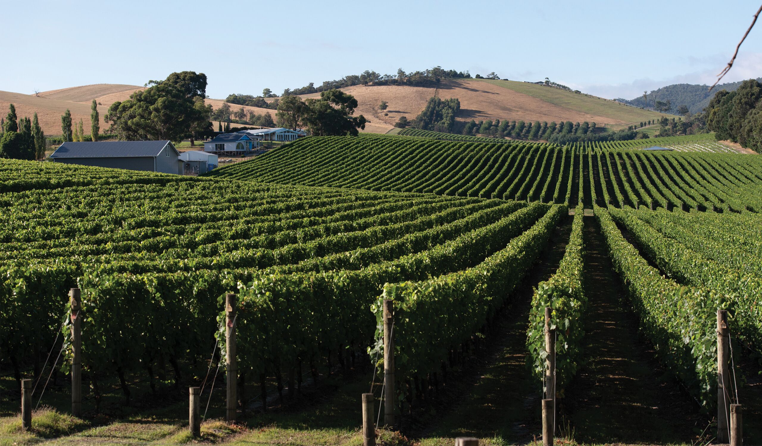 A vineyard with rows of grapevines, a building, and rolling hills in the background.