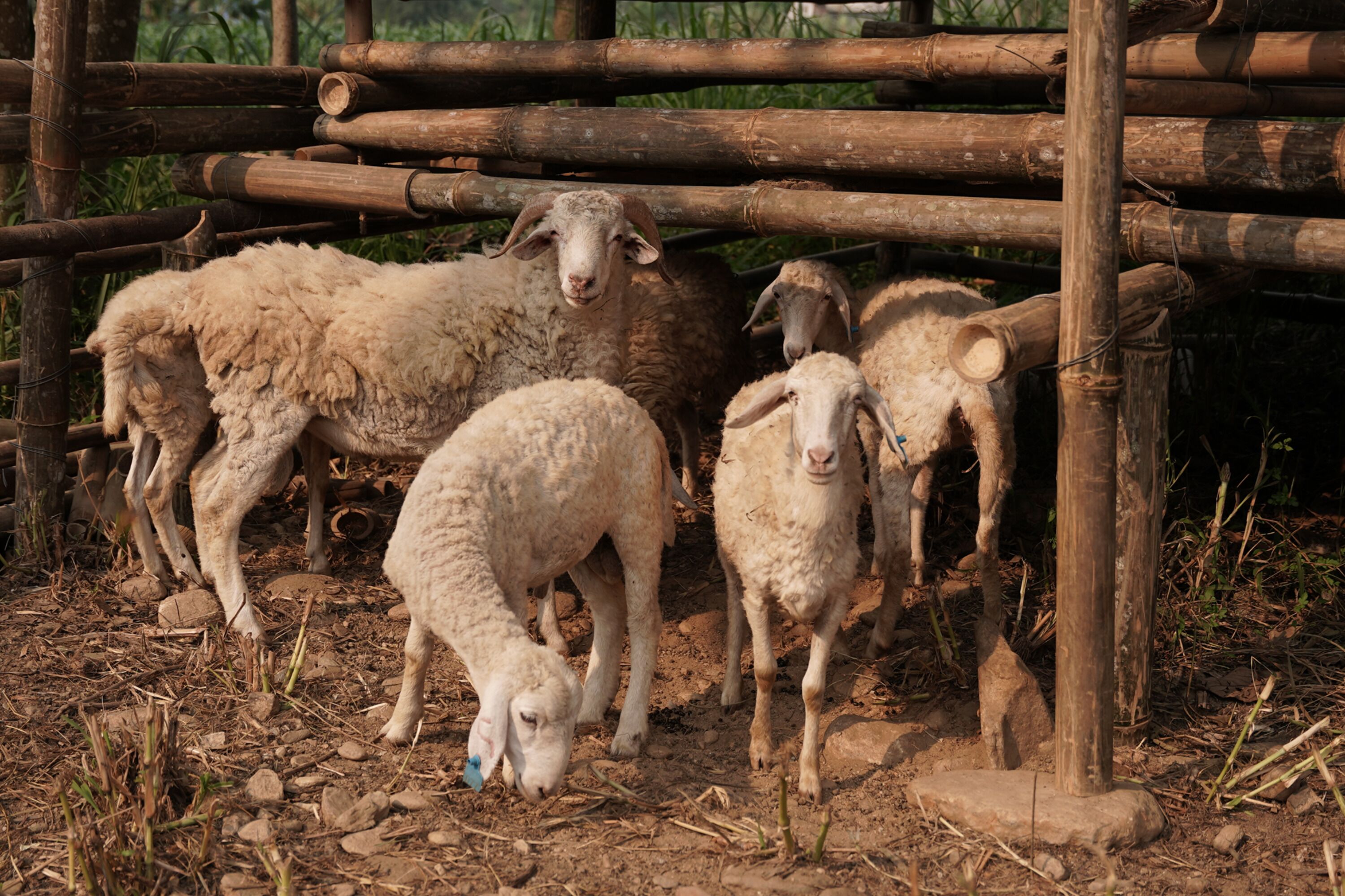 Un grupo de ovejas en un área cercada con estructuras de bambú.