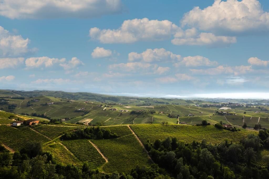 Paisaje de viñedo con campos escalonados y edificios dispersos.