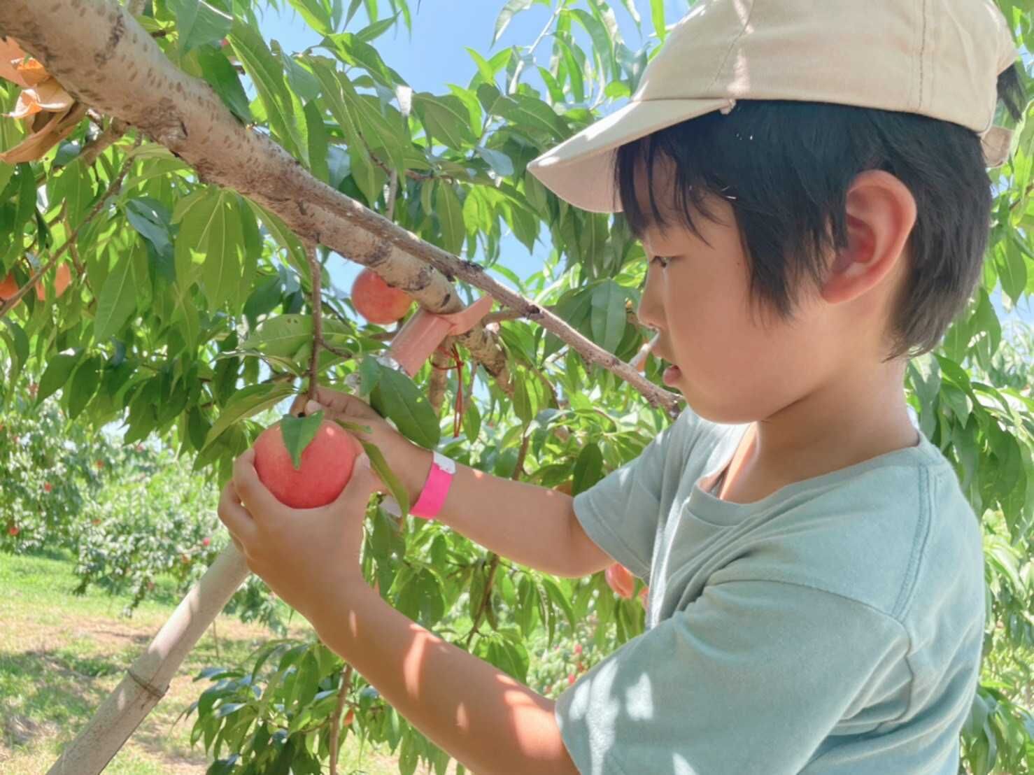 A person holding a peach from a tree.