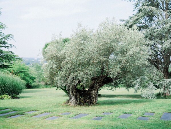 A tree with a thick trunk and dense foliage in a well-maintained grassy area with stone stepping stones. - Château Gassies (Latresne)
