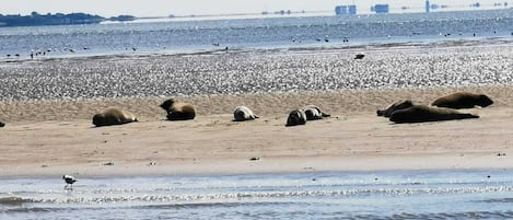 Plage à proximité