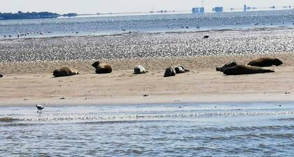 Direkter Blick Auf´s Wattenmeer - Natur Pur! - Watt´n Glück Huisje -