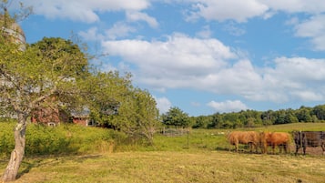 Paisaje rural con un cercado, un árbol y una edificación a lo lejos.