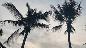 A beach with palm trees and a bridge in the background. - Triland (Phu Quoc)