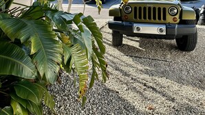 A military-style vehicle parked on a gravel surface, surrounded by lush green foliage and palm trees.