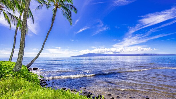 A beach with palm trees, clear blue sky, and calm sea. - Wavecrest (Kaunakakai)