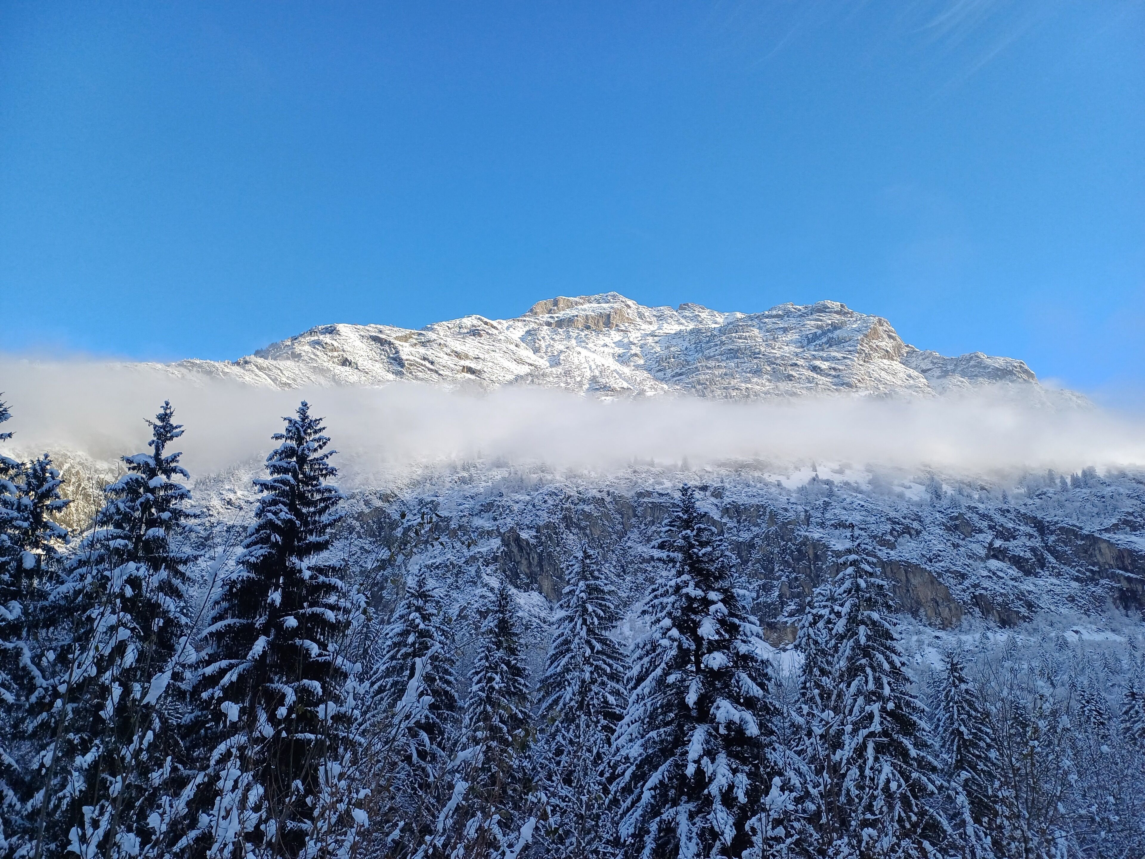 Un paysage de montagne avec des arbres couverts de neige et un ciel bleu dégagé.
