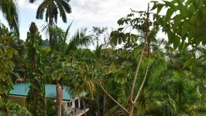 A lush garden with various plants and trees, a house with a green roof, and a staircase leading to a balcony. - Ocean Sounds Private Apt for couples! Marina view (QUEPOS)