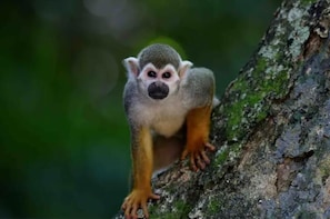 Un singe perché sur une branche d’arbre.