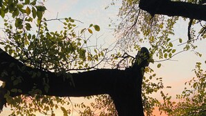 Une clôture en bois dont le sommet est incurvé, probablement faisant partie d’un jardin ou d’une cour.