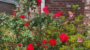 Un jardin avec des rosiers rouges et roses devant un bâtiment en briques.