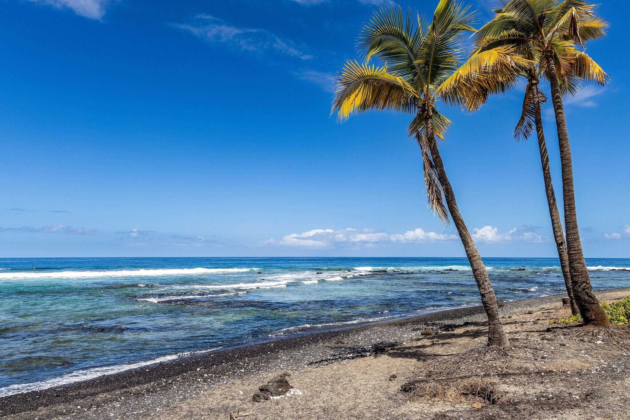 Ein Strand mit Palmen und Wellen.