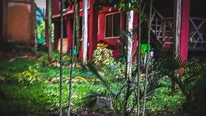 A garden area with a pathway, potted plants, and a building with red walls and a window.