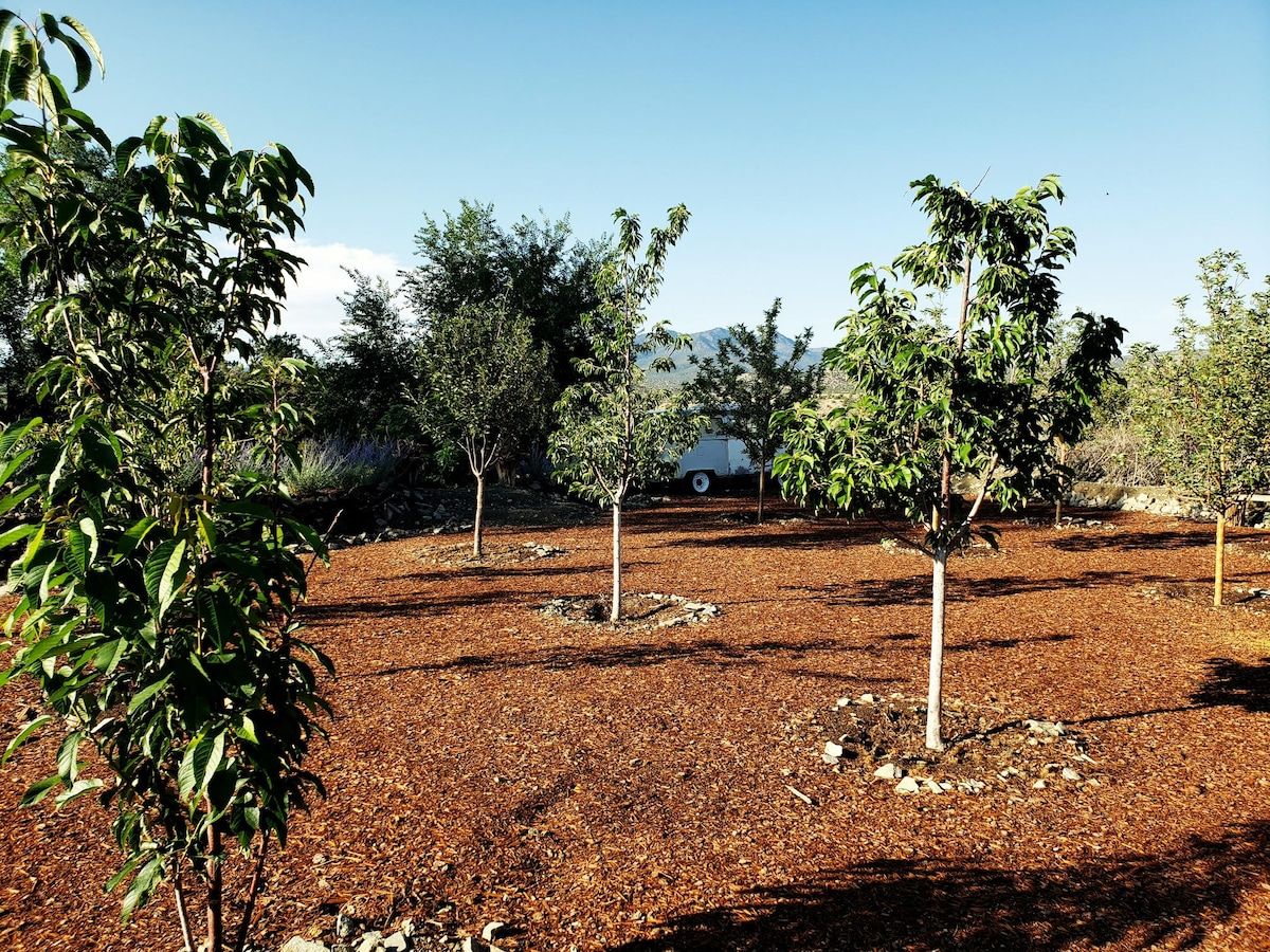 A landscaped area with trees and a white vehicle in the background.