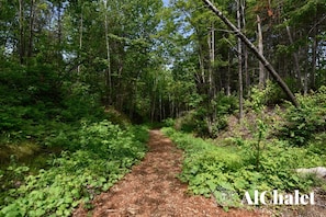 A forested trail with dense greenery and tall trees.