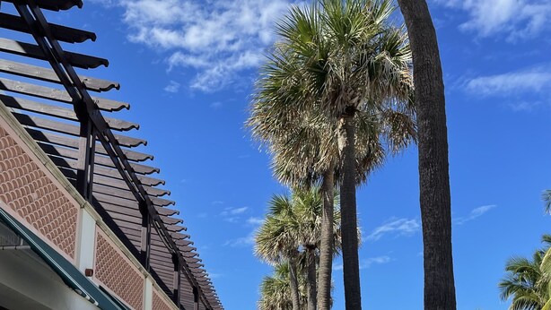 A seaside café with outdoor seating, palm trees, and a clear blue sky.