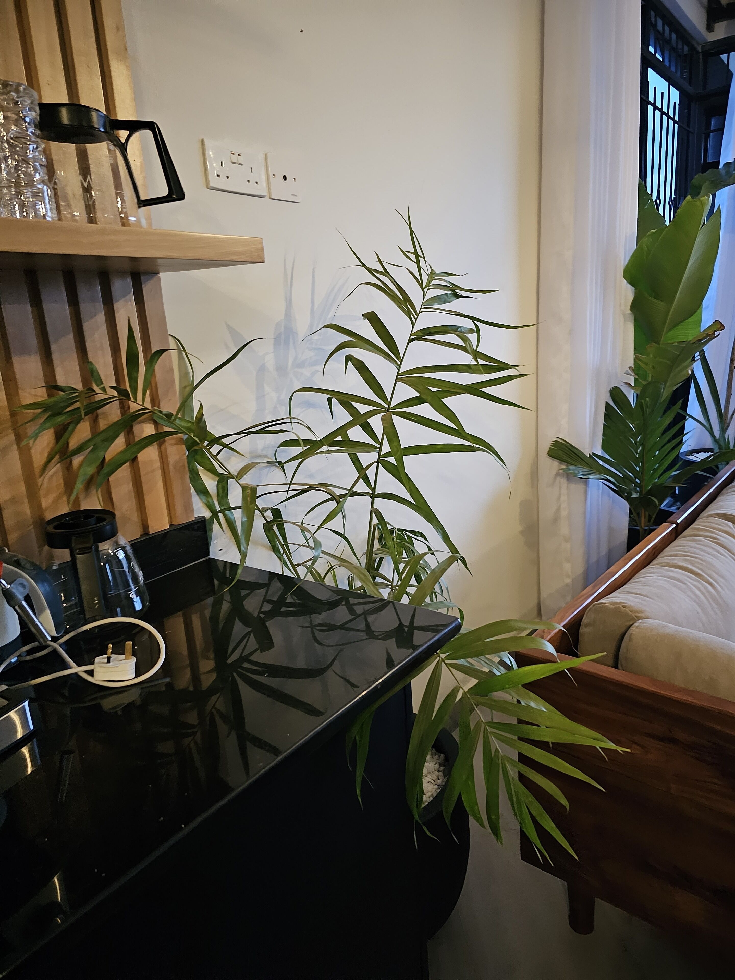 A modern kitchen with a black countertop, a coffee machine, and a potted plant.