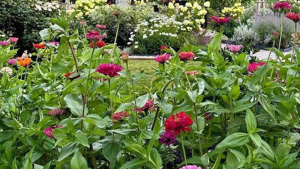 Um jardim com pérgola, diversas plantas floridas e árvores ao fundo.