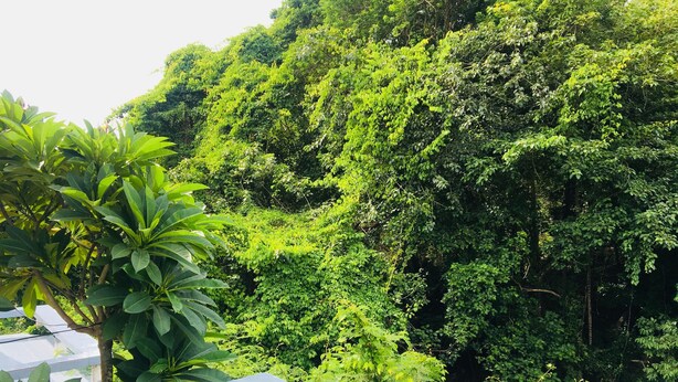 Una ladera verde y exuberante con vegetación densa y una estructura de tejas al frente.