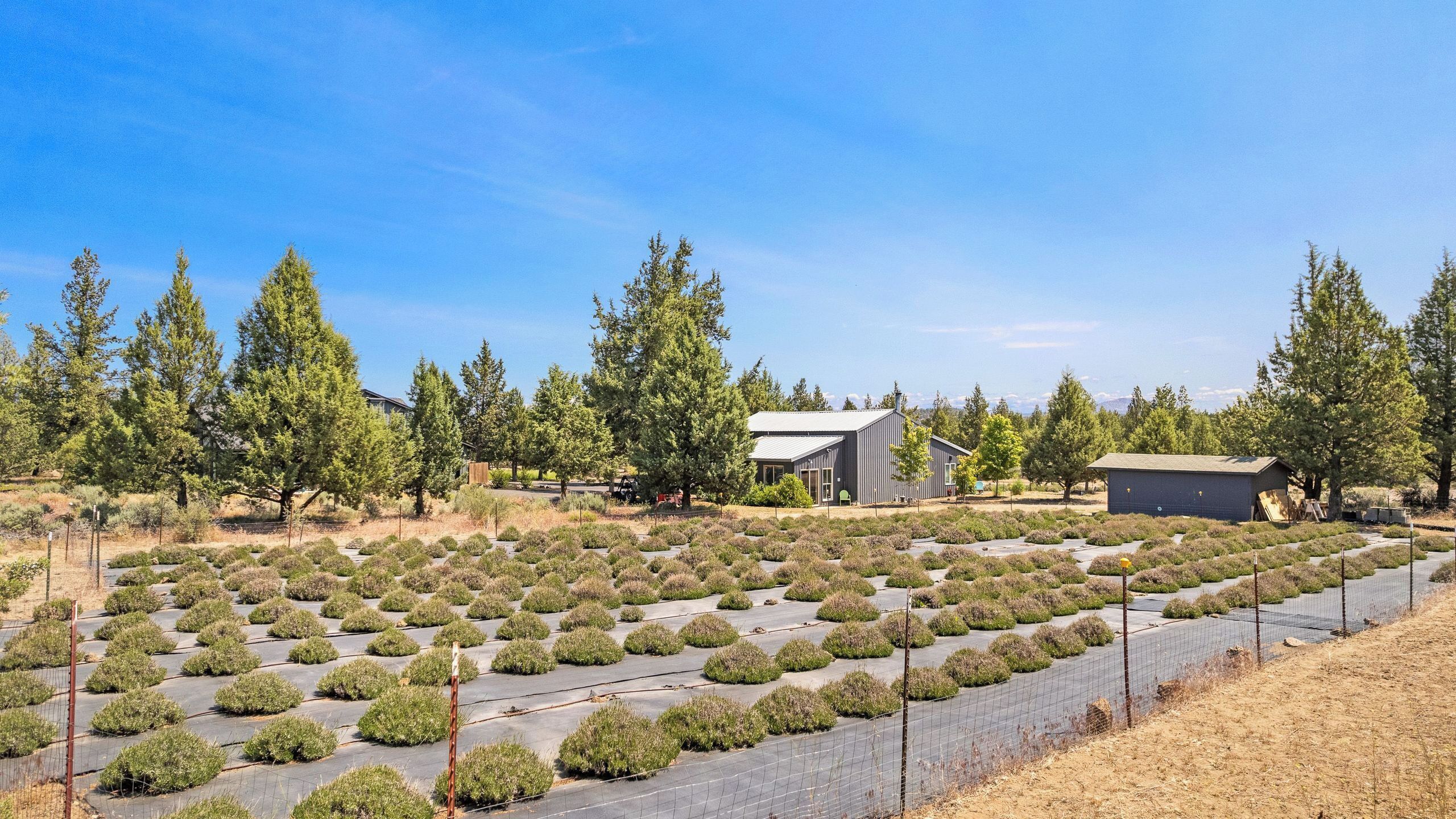 A greenhouse with rows of plants, surrounded by trees and buildings.
