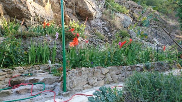 A garden with a stone wall, various plants, and a hose.