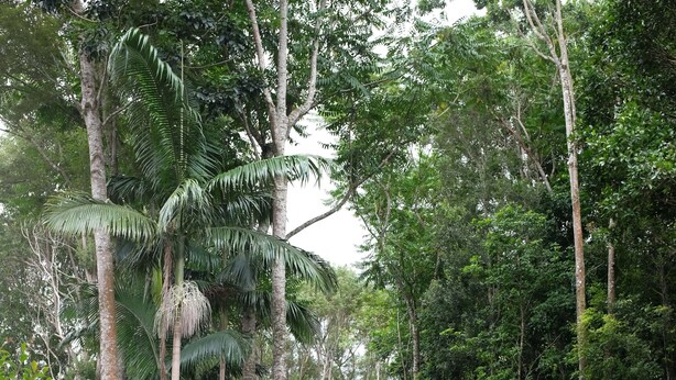 Un sendero de grava rodeado de abundante vegetación y árboles altos.