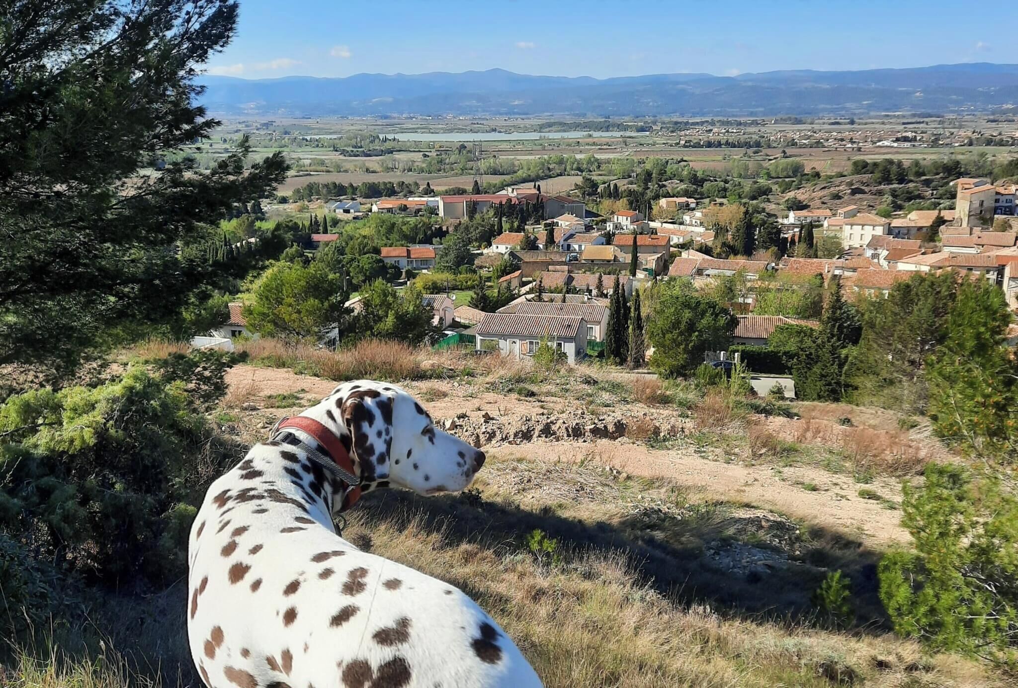 A Dalmatian dog on a grassy hill overlooking a town with houses and fields.