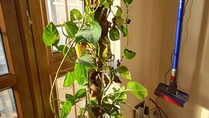 A potted plant with a blue hose in a room with wooden flooring and a window. - London Luxury House Sleeps 16 , Close to Tube, Free Parking, Garden,  Free Wifi (Ilford)