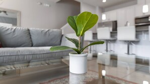 A modern living room with a glass coffee table, a white potted plant, and a grey sofa.
