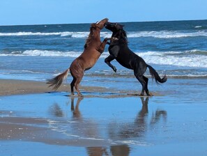 Nära stranden, solstolar och strandhanddukar
