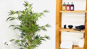 A bathroom with a toilet, a bamboo plant, and a wooden shelf with toiletries. - Area Surf House (Muros)