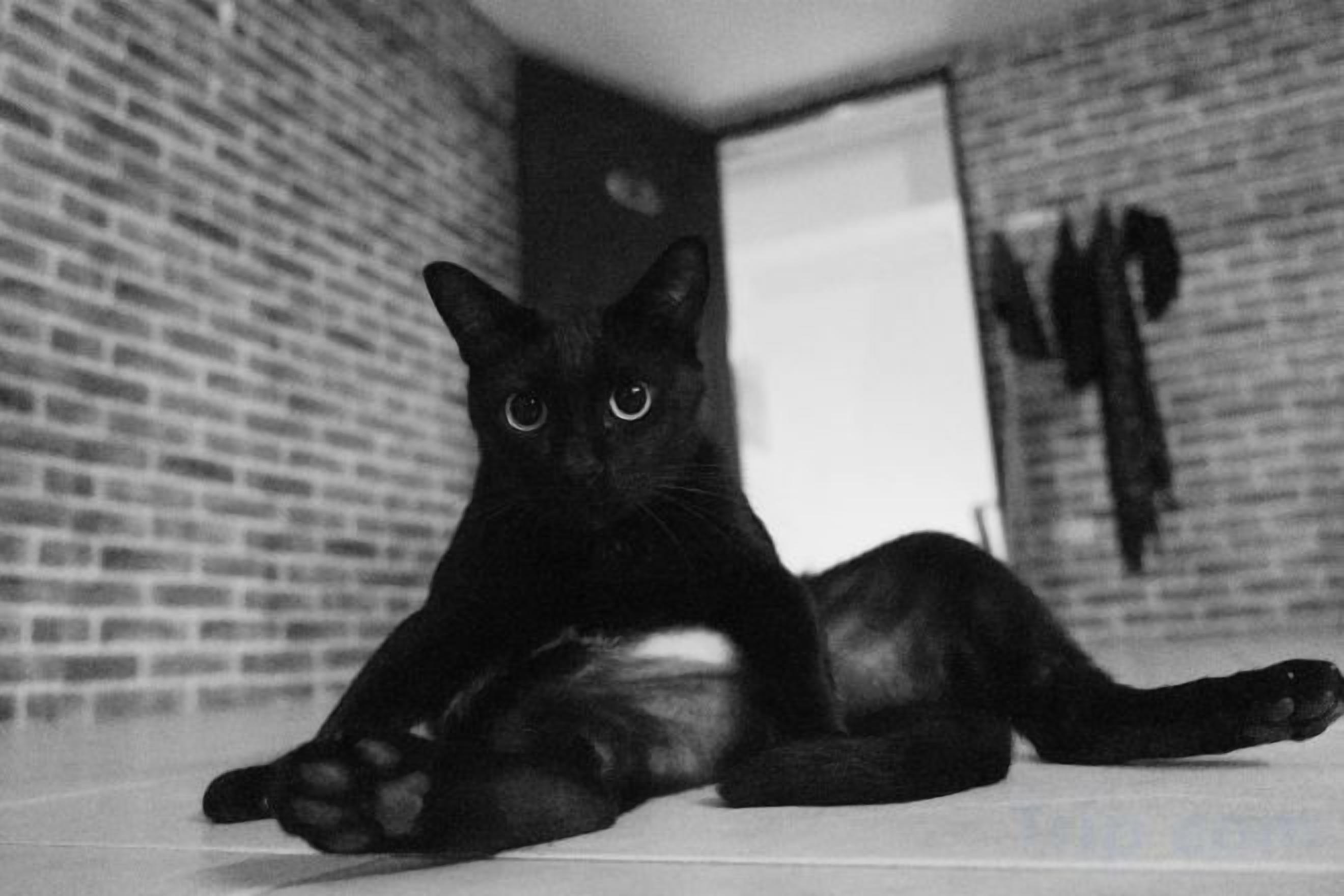 A black cat lying on a tiled floor with a brick wall in the background.