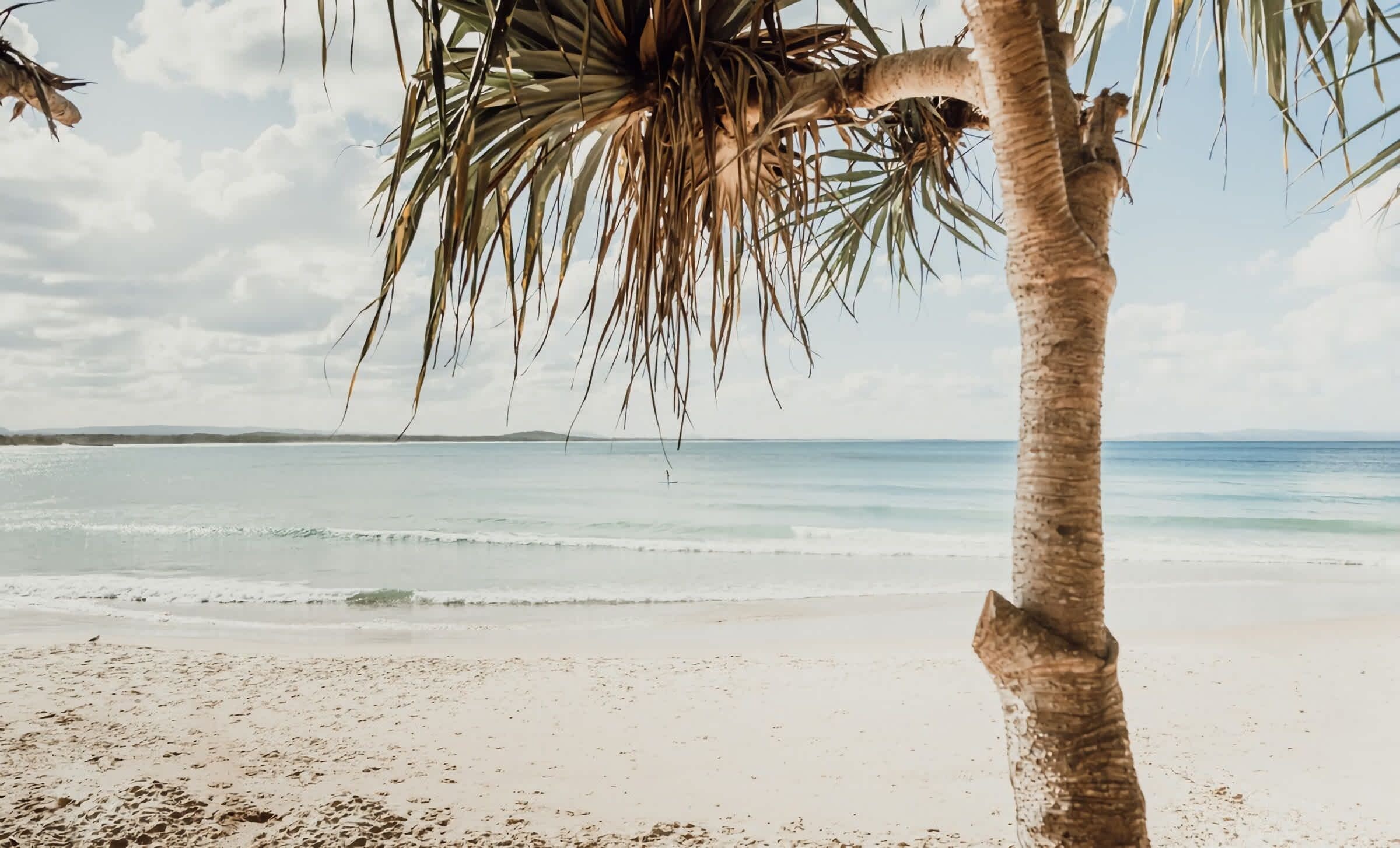 Une plage avec un palmier et une mer calme.
