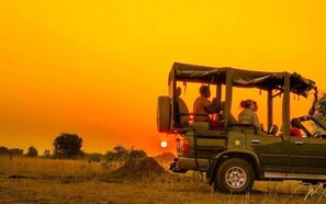 Safari
