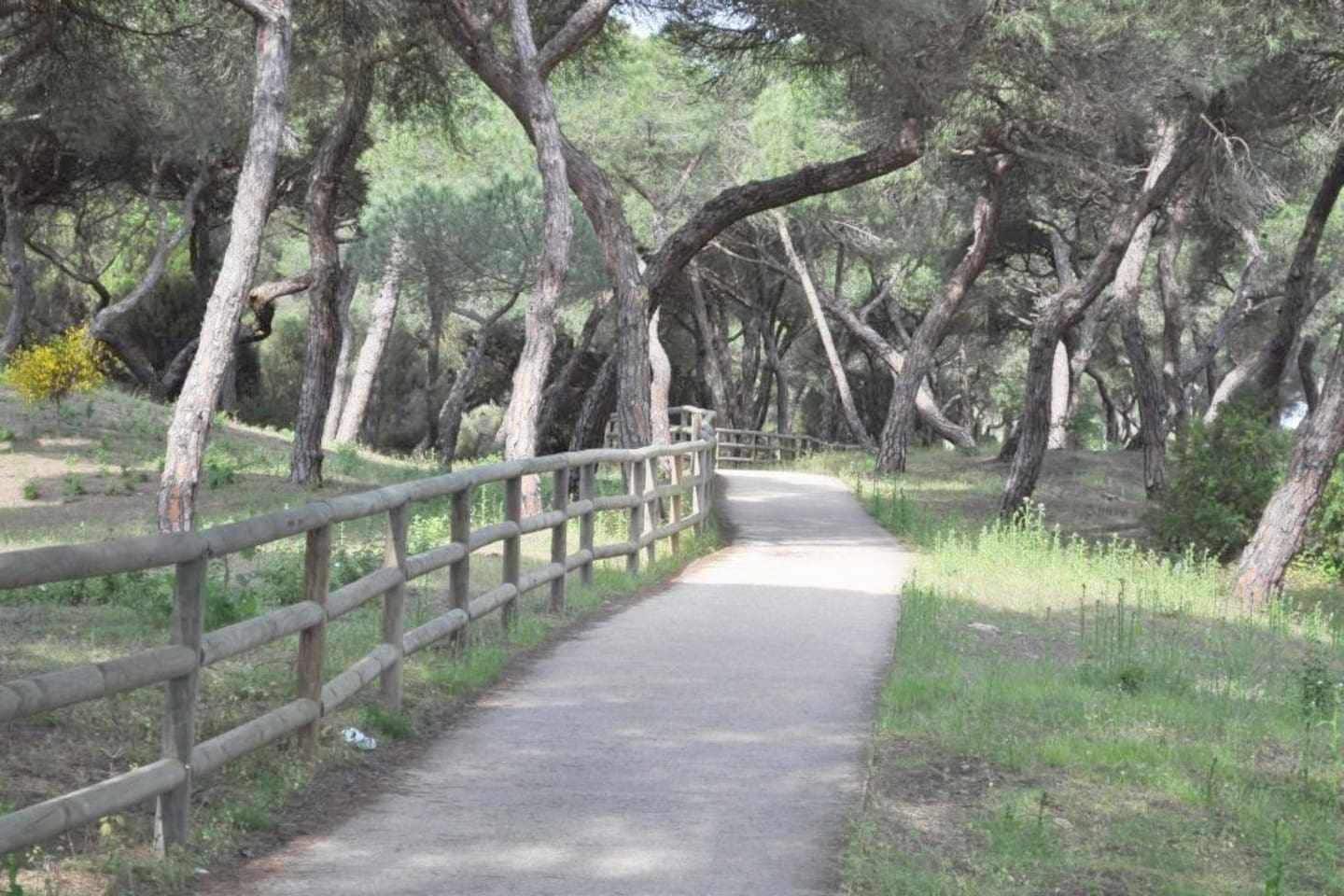 A paved path with a wooden railing, surrounded by trees.