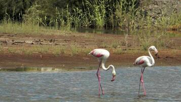 Dos flamencos de pie en aguas poco profundas, con un paisaje natural al fondo.