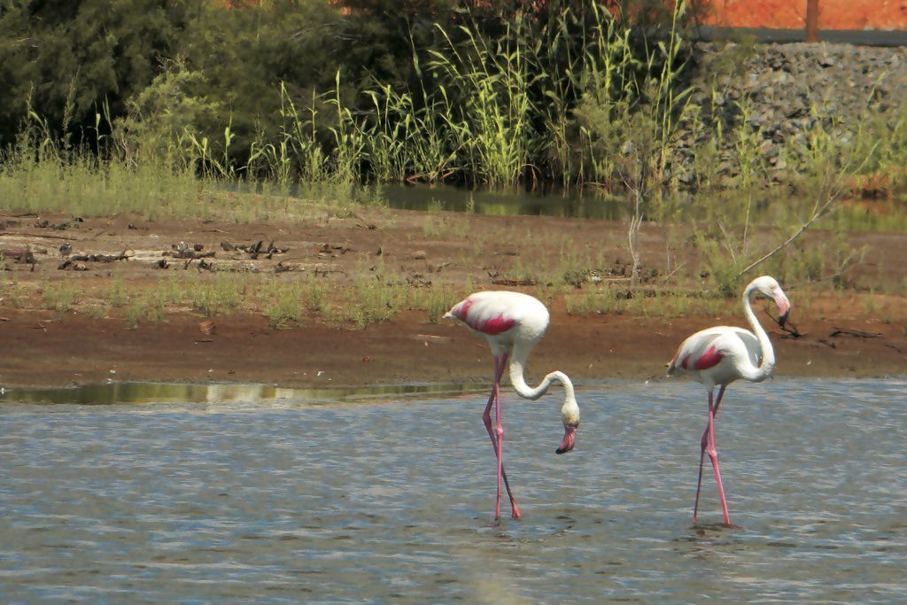 Two flamingos standing in shallow water with a natural landscape in the background.