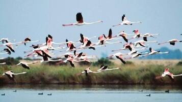 Un groupe de flamants roses volant au-dessus d’une étendue d’eau.