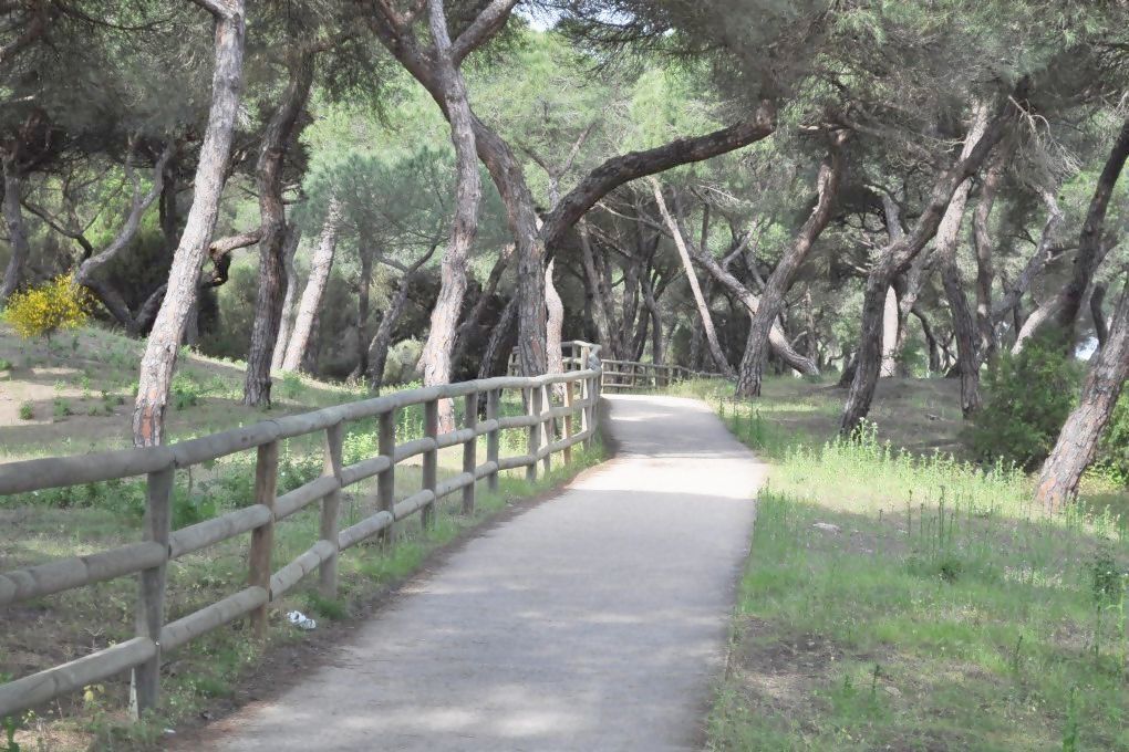 A paved pathway flanked by wooden railings, surrounded by trees.