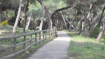 A paved pathway flanked by wooden railings, surrounded by trees.