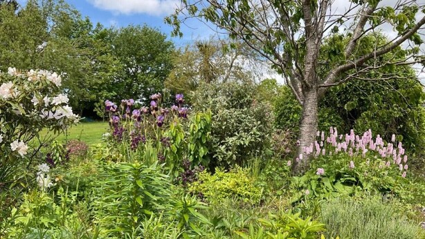 Ein üppiger Garten mit verschiedenen Pflanzen und Blumen, darunter blüten in Lila und Weiß, und ein großer Baum in der Mitte.