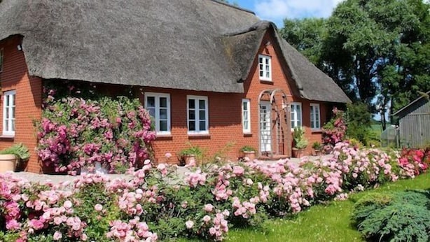 A traditional thatched-roof house with brick walls, surrounded by lush pink flowers. - Rosenkate in Garding: 130 m² space for 5 people (Garding)