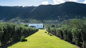 A vineyard with rows of grapevines, a white building in the middle, and hills in the background.