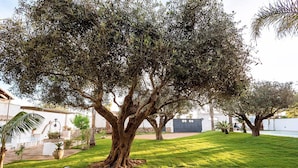 A large tree with thick trunk and dense foliage in a well-maintained grassy area. - Casa Maissala Due, with shared pool near sea (Marsala)