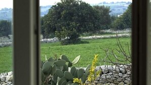 A view of a garden with cacti and yellow flowers, a stone wall, and a grassy field.