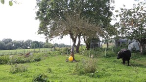 Paisaje rural con un árbol, una vaca y una zona cercada.