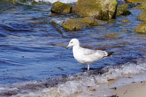 Un goéland se tient dans une eau peu profonde, près des rochers.