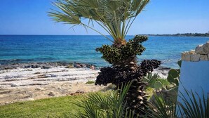 Kustlandschap met een palmboom, helderblauwe zee en een rotsachtige kust.